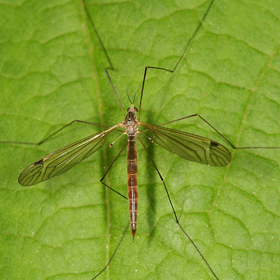 cranefly adult