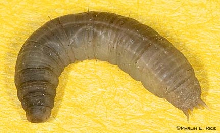 cranefly larvae