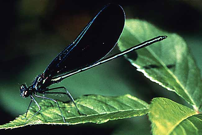 damselfly adult