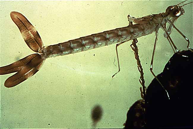 damselfly nymph